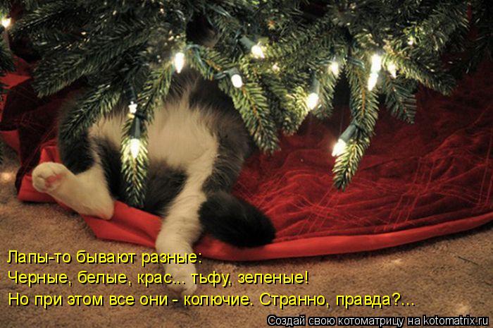 Лапы-то бывают разные: Черные, белые, крас... тьфу, зеленые! Но при этом все они - колючие. Странно, ... Котоматрица: Лапы-то бывают разные: Черные, белые, крас... тьфу, зеленые! Но при этом все они - колючие. Странно, правда?...