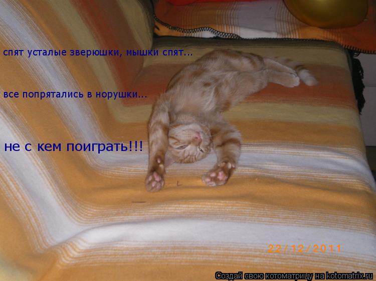 спят усталые зверюшки, мышки спят... все попрятались в норушки... не с кем поиграть!!!... Котоматрица: спят усталые зверюшки, мышки спят... все попрятались в норушки... не с кем поиграть!!!