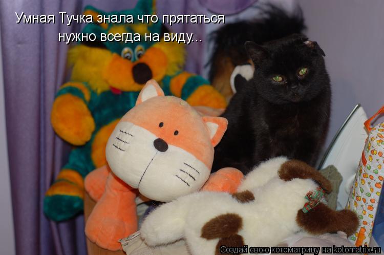 Умная Тучка знала что прятаться нужно всегда на виду...... Котоматрица: Умная Тучка знала что прятаться нужно всегда на виду...