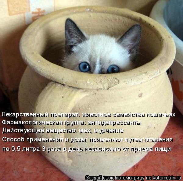 Лекарственный препарат: животное семейства кошачьих Фармакологическая группа: антидепрессанты Действу... Котоматрица: Лекарственный препарат: животное семейства кошачьих Фармакологическая группа: антидепрессанты Действующее вещество: мех, мурчание Спосо