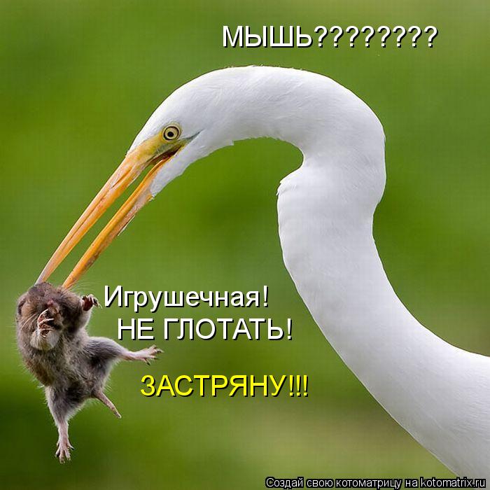 МЫШЬ???????? Игрушечная! НЕ ГЛОТАТЬ! ЗАСТРЯНУ!!!... Котоматрица: МЫШЬ???????? Игрушечная! НЕ ГЛОТАТЬ! ЗАСТРЯНУ!!!