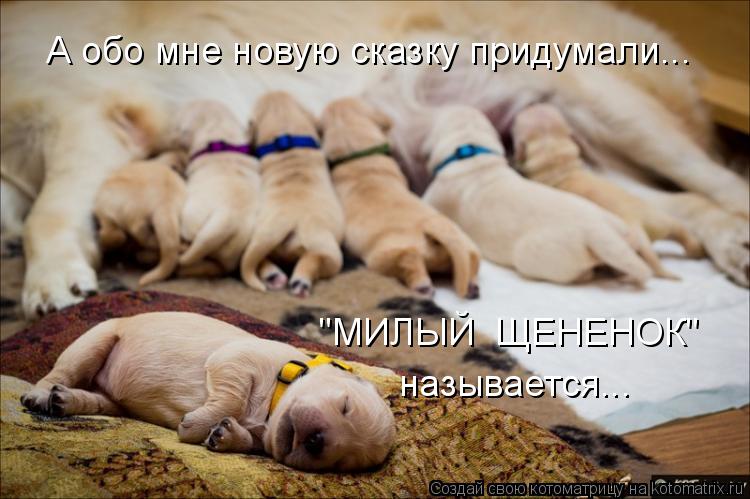 А обо мне новую сказку придумали... "МИЛЫЙ ЩЕНЕНОК" называется...... Котоматрица: А обо мне новую сказку придумали... "МИЛЫЙ ЩЕНЕНОК" называется...