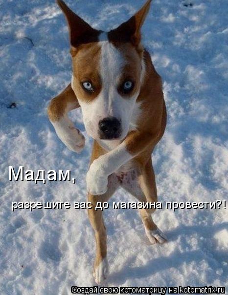 Мадам, разрешите вас до магазина провести?!... Котоматрица: Мадам, разрешите вас до магазина провести?!