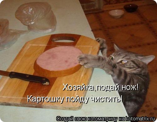 Хозяйка,подай нож! Картошку пойду чистить!... Котоматрица: Хозяйка,подай нож! Картошку пойду чистить!
