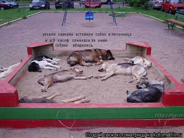 уехали хазяева аставили собак в песочницэ и в 9 часоф плиехали за ними а собаки абиделись... Котоматрица: уехали хазяева аставили собак в песочницэ и в 9 часоф плиехали за ними а собаки абиделись