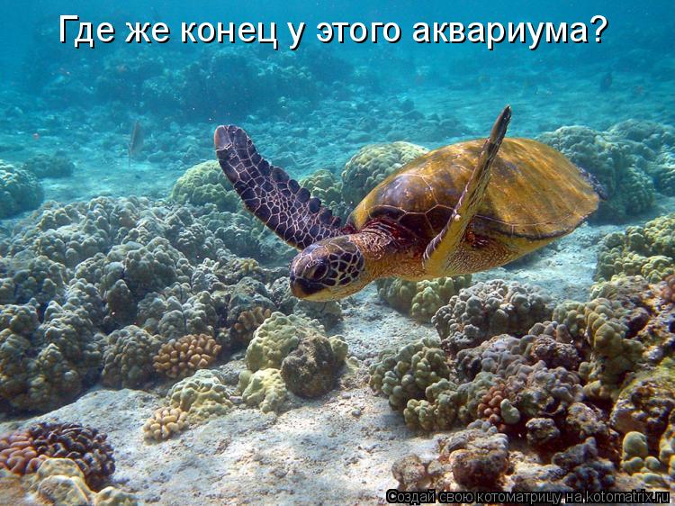 Где же конец у этого аквариума?... Котоматрица: Где же конец у этого аквариума?