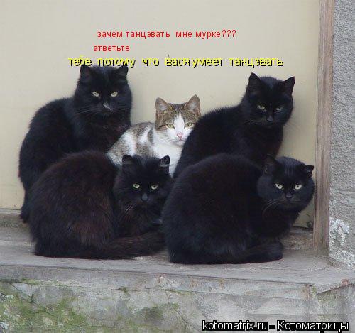 зачем танцэвать мне мурке??? атветьте тебе потому что вася умеет танцэвать... Котоматрица: зачем танцэвать мне мурке??? атветьте тебе потому что вася умеет танцэвать