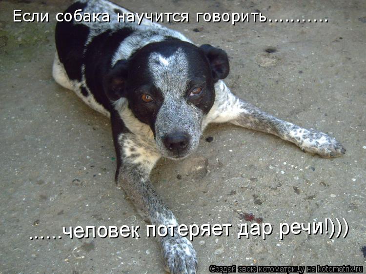 Если собака научится говорить........... ......человек потеряет дар речи!)))... Котоматрица: Если собака научится говорить........... ......человек потеряет дар речи!)))