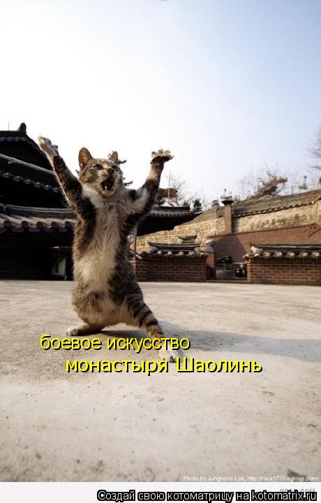 боевое искусство монастыря Шаолинь... Котоматрица: боевое искусство монастыря Шаолинь