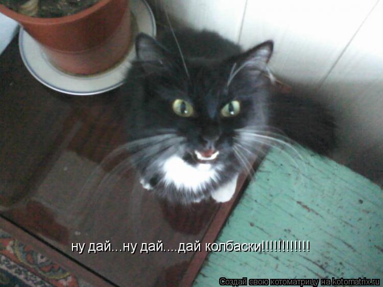 ну дай...ну дай....дай колбаски!!!!!!!!!!!!... Котоматрица: ну дай...ну дай....дай колбаски!!!!!!!!!!!!
