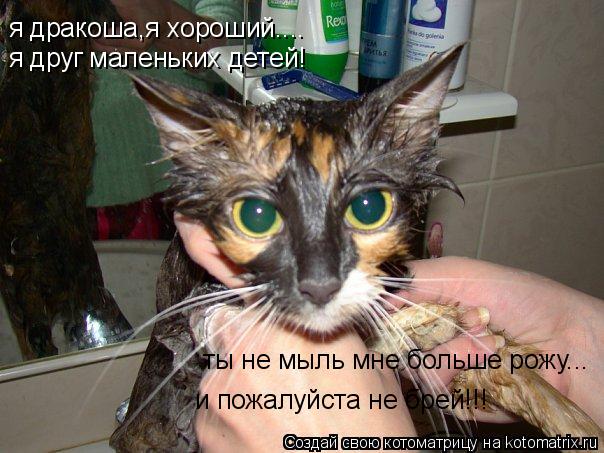 я дракоша,я хороший.... я друг маленьких детей! ты не мыль мне больше рожу... и пожалуйста не брей!!!... Котоматрица: я дракоша,я хороший.... я друг маленьких детей! ты не мыль мне больше рожу... и пожалуйста не брей!!!