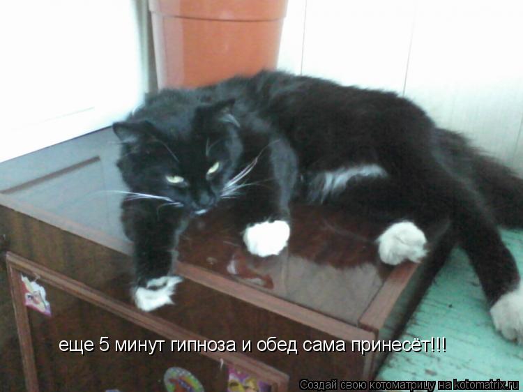еще 5 минут гипноза и обед сама принесёт!!!... Котоматрица: еще 5 минут гипноза и обед сама принесёт!!!