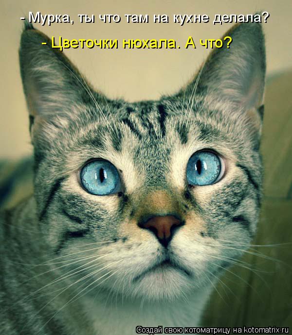 - Мурка, ты что там на кухне делала? - Цветочки нюхала. А что?... Котоматрица: - Мурка, ты что там на кухне делала? - Цветочки нюхала. А что?