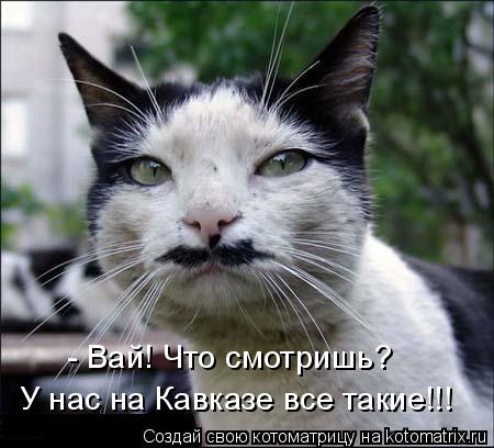 - Вай! Что смотришь? У нас на Кавказе все такие!!!... Котоматрица: - Вай! Что смотришь? У нас на Кавказе все такие!!!