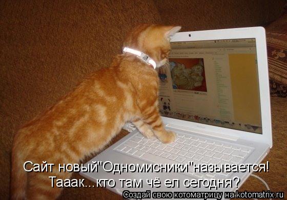 Сайт новый"Одномисники"называется! Тааак...кто там чё ел сегодня?... Котоматрица: Сайт новый"Одномисники"называется! Тааак...кто там чё ел сегодня?