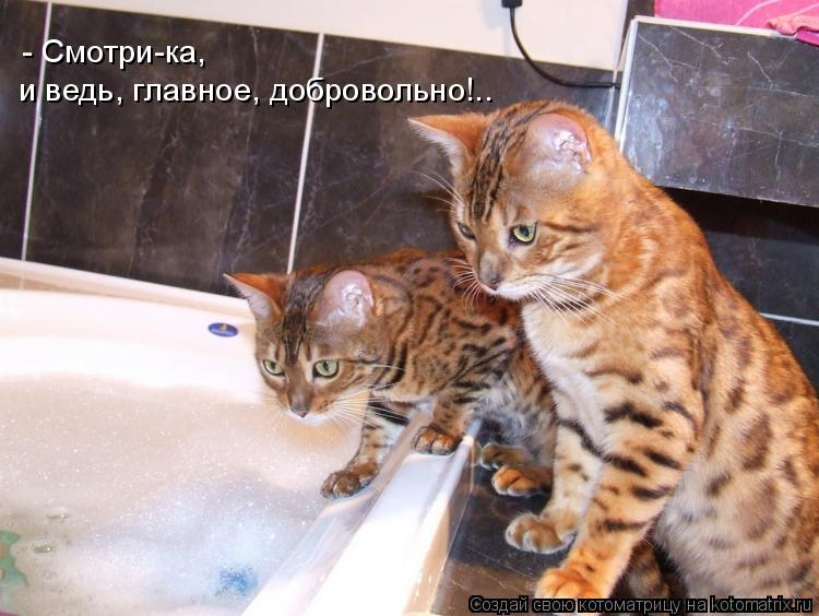 - Смотри-ка, и ведь, главное, добровольно!..... Котоматрица: - Смотри-ка, и ведь, главное, добровольно!..