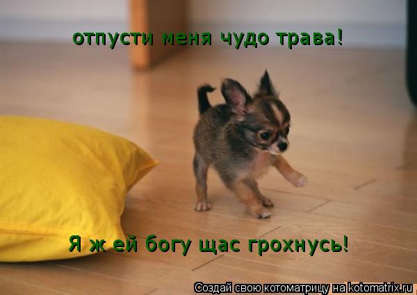 отпусти меня чудо трава! Я ж ей богу щас грохнусь!... Котоматрица: отпусти меня чудо трава! Я ж ей богу щас грохнусь!
