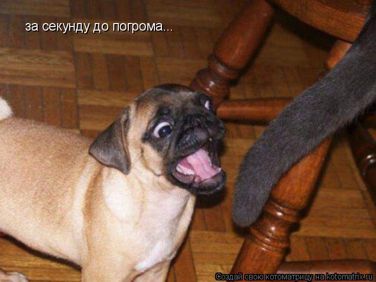 за секунду до погрома...... Котоматрица: за секунду до погрома...