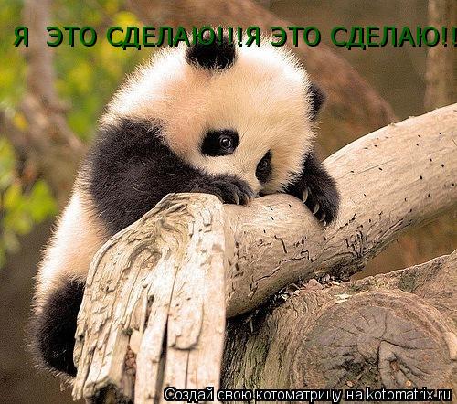Я ЭТО СДЕЛАЮ!!!Я ЭТО СДЕЛАЮ!!!!!... Котоматрица: Я ЭТО СДЕЛАЮ!!!Я ЭТО СДЕЛАЮ!!!!!