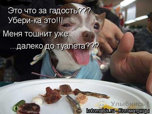 Это что за гадость??? Меня тошнит уже... ...далеко до туалета??? Убери-ка это!!!... Котоматрица: Это что за гадость??? Меня тошнит уже... ...далеко до туалета??? Убери-ка это!!!