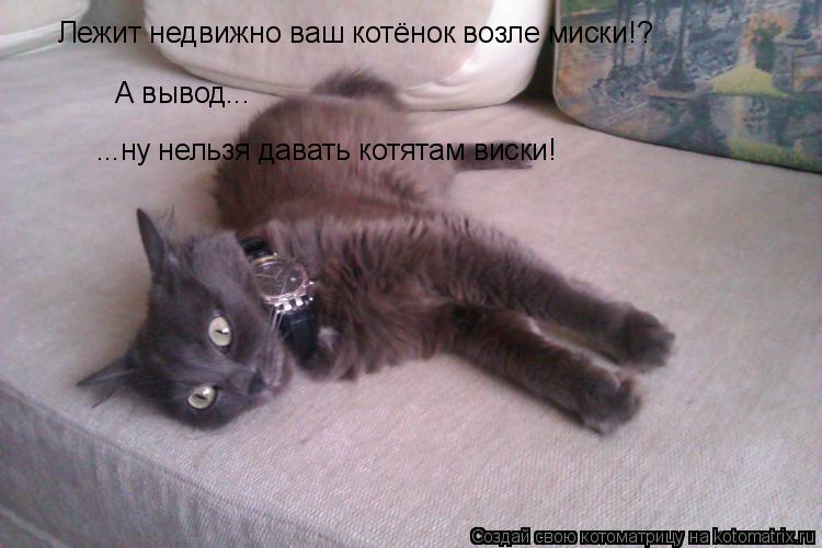 Лежит недвижно ваш котёнок возле миски!? А вывод... ...ну нельзя давать котятам виски!... Котоматрица: Лежит недвижно ваш котёнок возле миски!? А вывод... ...ну нельзя давать котятам виски!
