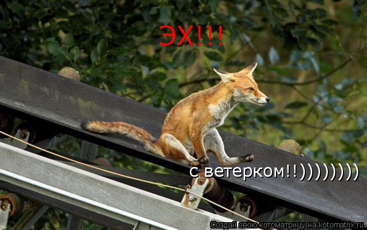ЭХ!!! с ветерком!!))))))))... Котоматрица: ЭХ!!! с ветерком!!))))))))