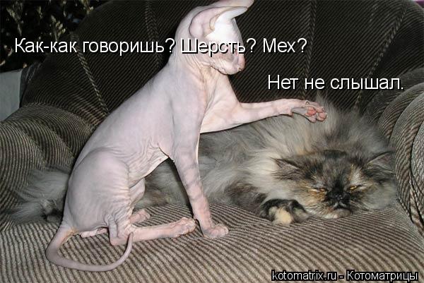 Как-как говоришь? Шерсть? Мех? Нет не слышал.... Котоматрица: Как-как говоришь? Шерсть? Мех? Нет не слышал.