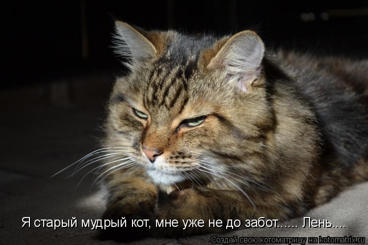 Котоматрица: Я старый мудрый кот, мне уже не до забот...... Лень.... Я старый мудрый кот, мне уже не до забот...... Лень....