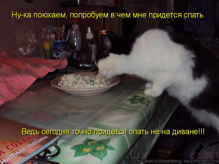 Ну-ка поюхаем, попробуем в чем мне придется спать Ведь сегодня точно придется спать не на диване!!!... Котоматрица: Ну-ка поюхаем, попробуем в чем мне придется спать Ведь сегодня точно придется спать не на диване!!!
