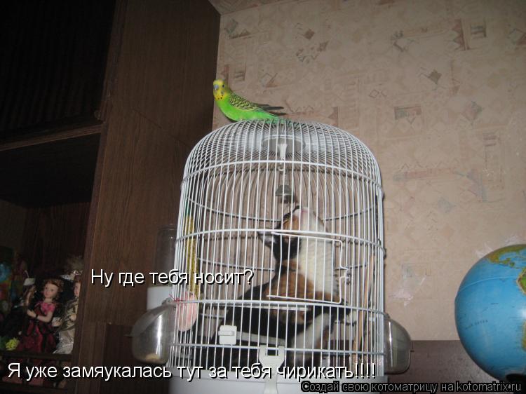 Ну где тебя носит? Я уже замяукалась тут за тебя чирикать!!!!... Котоматрица: Ну где тебя носит? Я уже замяукалась тут за тебя чирикать!!!!