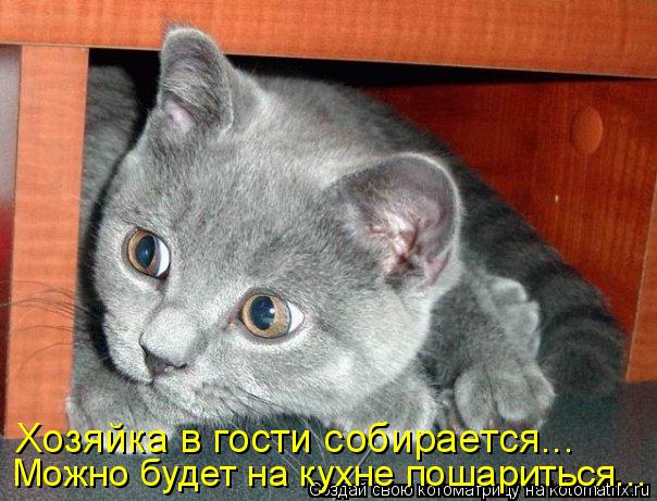 Хозяйка в гости собирается... Можно будет на кухне пошариться...... Котоматрица: Хозяйка в гости собирается... Можно будет на кухне пошариться...