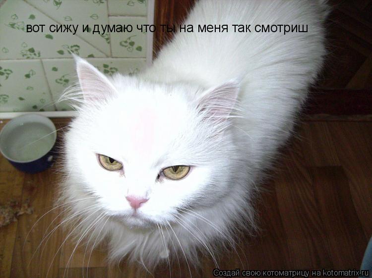 вот сижу и думаю что ты на меня так смотриш... Котоматрица: вот сижу и думаю что ты на меня так смотриш