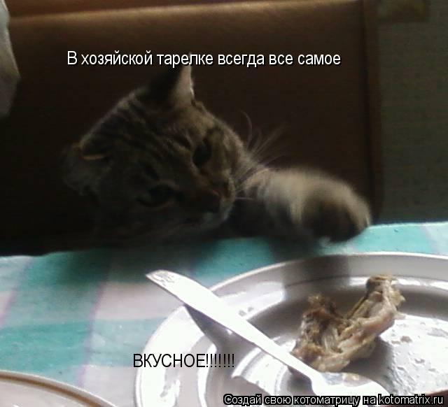 В хозяйской тарелке всегда все самое ВКУСНОЕ!!!!!!!... Котоматрица: В хозяйской тарелке всегда все самое ВКУСНОЕ!!!!!!!