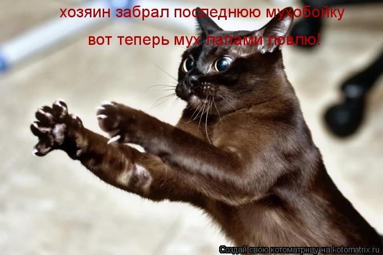 хозяин забрал последнюю мухобойку вот теперь мух лапами ловлю!... Котоматрица: хозяин забрал последнюю мухобойку вот теперь мух лапами ловлю!