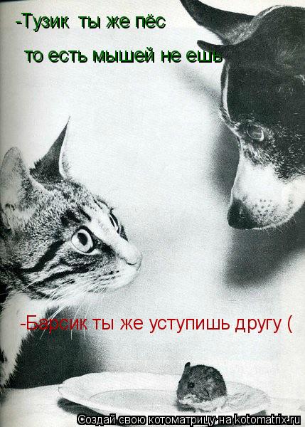 -Тузик ты же пёс то есть мышей не ешь -Барсик ты же уступишь другу (... Котоматрица: -Тузик ты же пёс то есть мышей не ешь -Барсик ты же уступишь другу (