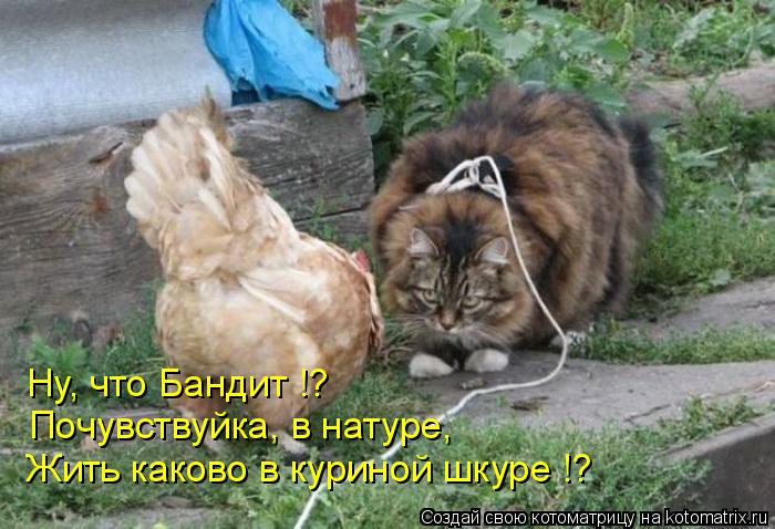 Ну, что Бандит !? Почувствуйка, в натуре, Жить каково в куриной шкуре !?... Котоматрица: Ну, что Бандит !? Почувствуйка, в натуре, Жить каково в куриной шкуре !?