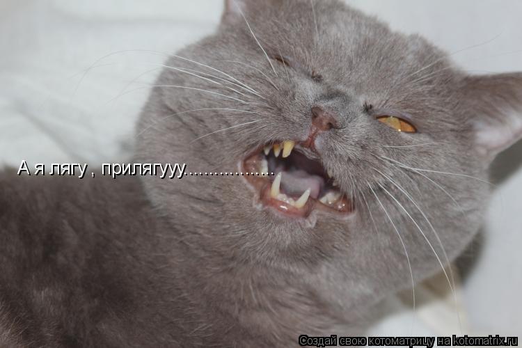 А я лягу , прилягууу..................... Котоматрица: А я лягу , прилягууу..................