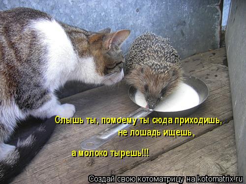 Слышь ты, помоему ты сюда приходишь, не лошадь ищешь , а молоко тырешь!!!... Котоматрица: Слышь ты, помоему ты сюда приходишь, не лошадь ищешь , а молоко тырешь!!!