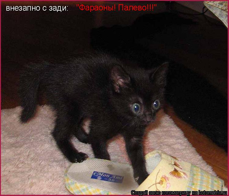 внезапно с зади: "Фараоны! Палево!!!"... Котоматрица: внезапно с зади: "Фараоны! Палево!!!"