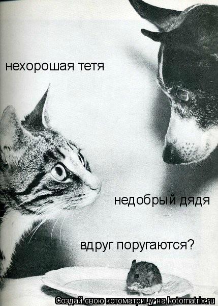 нехорошая тетя недобрый дядя вдруг поругаются?... Котоматрица: нехорошая тетя недобрый дядя вдруг поругаются?