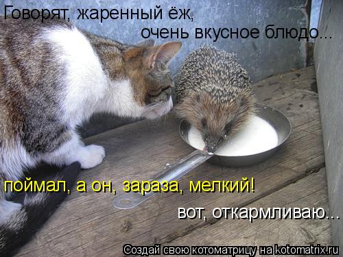 Говорят, жаренный ёж, очень вкусное блюдо... поймал, а он, зараза, мелкий! вот, откармливаю...... Котоматрица: Говорят, жаренный ёж, очень вкусное блюдо... поймал, а он, зараза, мелкий! вот, откармливаю...