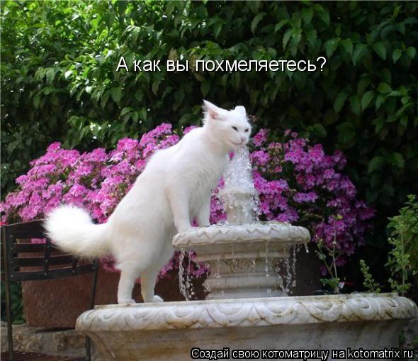 А как вы похмеляетесь?... Котоматрица: А как вы похмеляетесь?