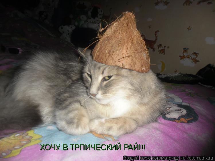 ХОЧУ В ТРПИЧЕСКИЙ РАЙ!!!... Котоматрица: ХОЧУ В ТРПИЧЕСКИЙ РАЙ!!!