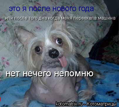 это я после нового года или после того дна когда меня переехала машина нет нечего непомню... Котоматрица: это я после нового года или после того дна когда меня переехала машина нет нечего непомню