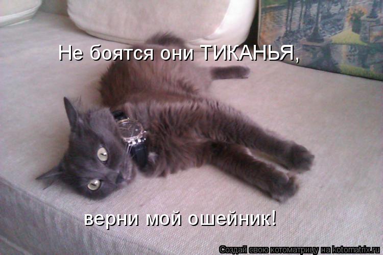 Не боятся они ТИКАНЬЯ, верни мой ошейник!... Котоматрица: Не боятся они ТИКАНЬЯ, верни мой ошейник!
