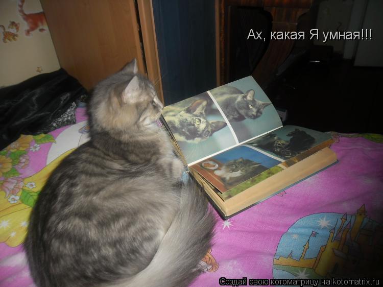 Ах, какая Я умная!!!... Котоматрица: Ах, какая Я умная!!!