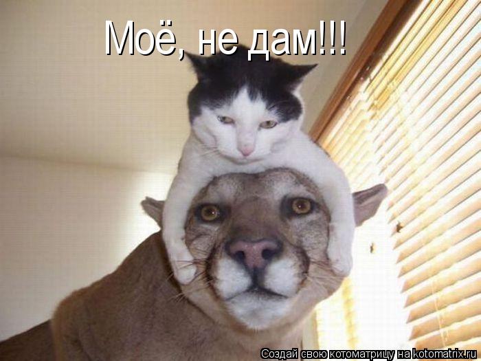 Моё, не дам!!!... Котоматрица: Моё, не дам!!!