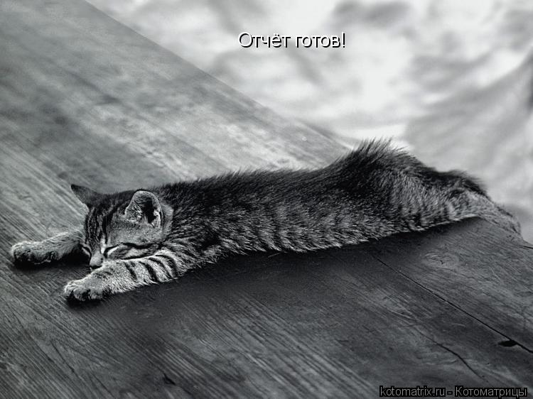 Отчёт готов!... Котоматрица: Отчёт готов!