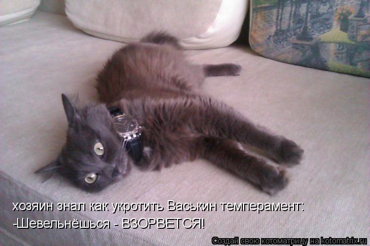 хозяин знал как укротить Васькин темперамент: -Шевельнёшься - ВЗОРВЕТСЯ!... Котоматрица: хозяин знал как укротить Васькин темперамент: -Шевельнёшься - ВЗОРВЕТСЯ!