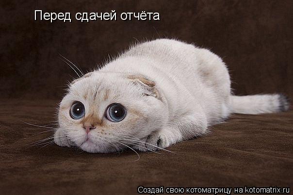 Перед сдачей отчёта... Котоматрица: Перед сдачей отчёта